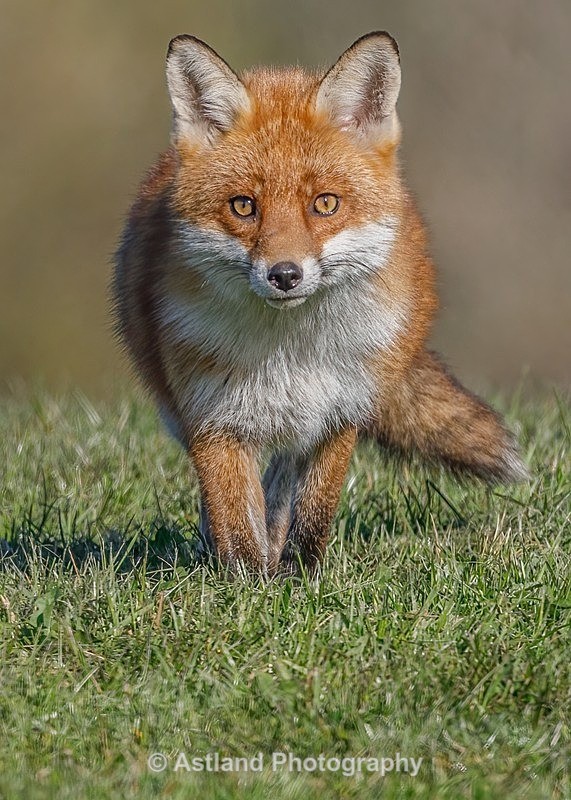Astland Photography, Bird and Wildlife Images, Susan and Peter Wilson, U.K.