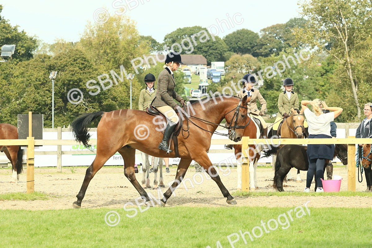 SBM_66702 - S34 - Rehabilitated Rescue Horse & Pony In Hand & Ridden