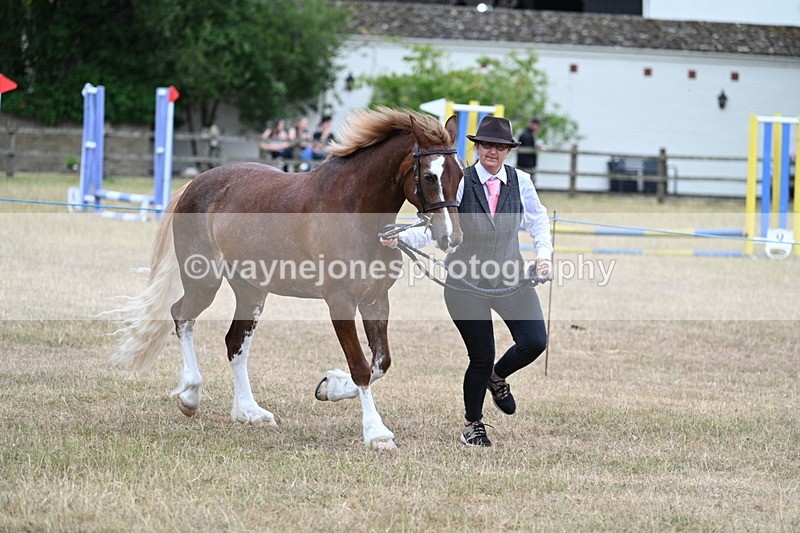 WJ7_8231 - Class 4 Prettiest Mare up to 14.2hh