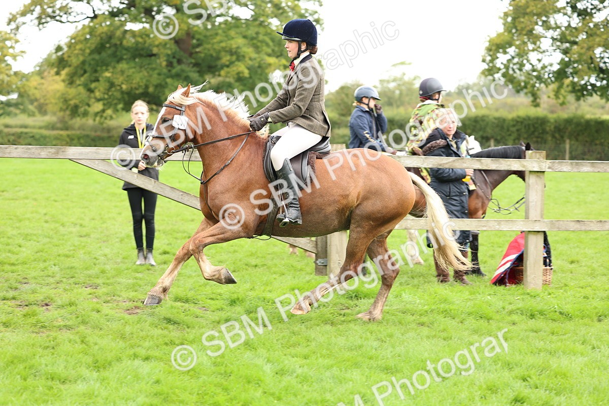 SBM_41854 - S32 - Mountain & Moorland Working Hunter Pony