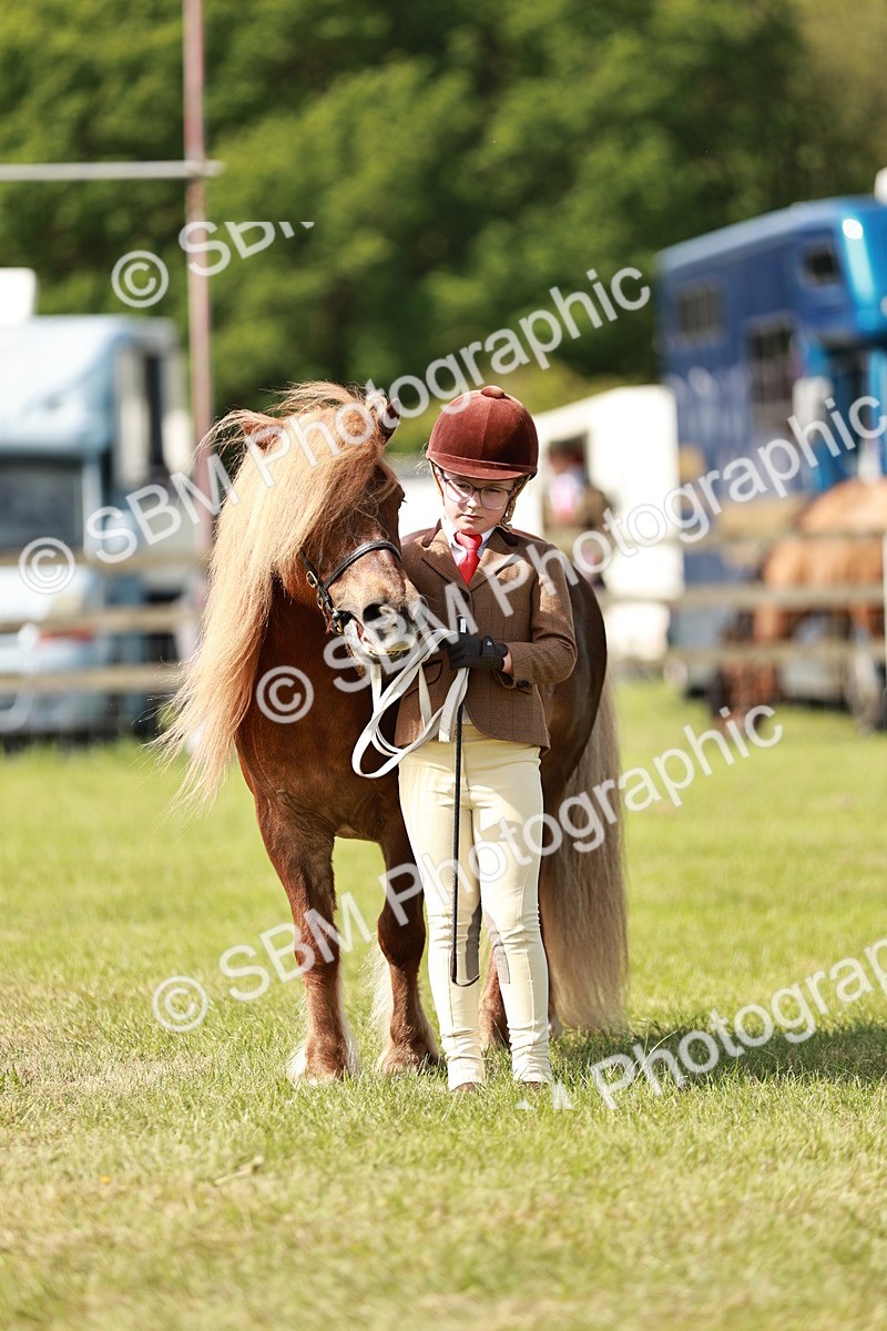 SBM_01839 - Class 14-23 - Mountain & Moorland In Hand Non Welsh