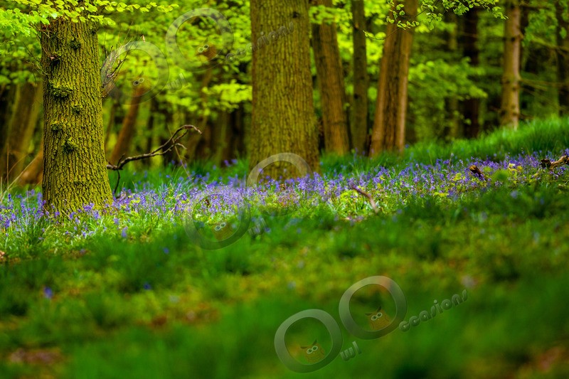 bluebell Hyacinthhoides non-scripta-4742 - Plants and trees