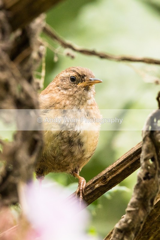 20160830-8E0A8805 - Dunnock & Wren