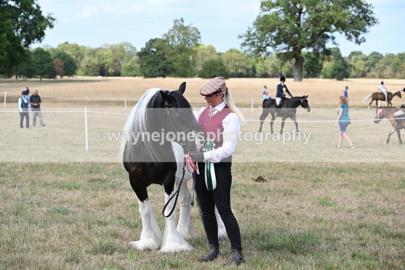 WJ6_6743 - Class 20 In-hand Cob