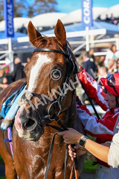 111025-Race 6-Berkshire Sundance-0678 - Race 6 Coral Racing Club Stayers Handicap at York