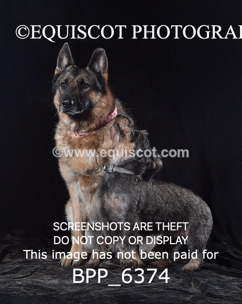 BPP_6374 - CARLA DOGS