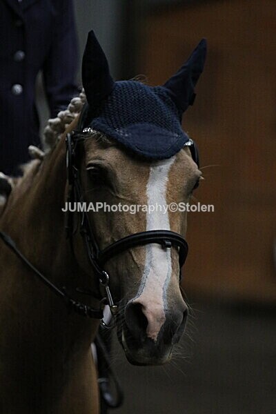 SIAL3557 - CAbin Dressage 5th july 2025