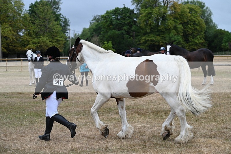 WJ7_0058 - Class 5a Most Handsome Gelding (above 14.2hh)
