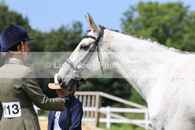 3E7A8793 - Class 5: Working Show Horse