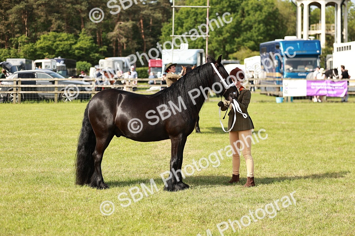 SBM_00846 - Class 14-23 - Mountain & Moorland In Hand Non Welsh
