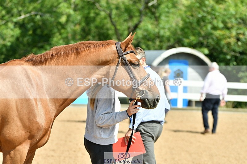 230719A-112230-00005 - Trot Up 11am to 12pm