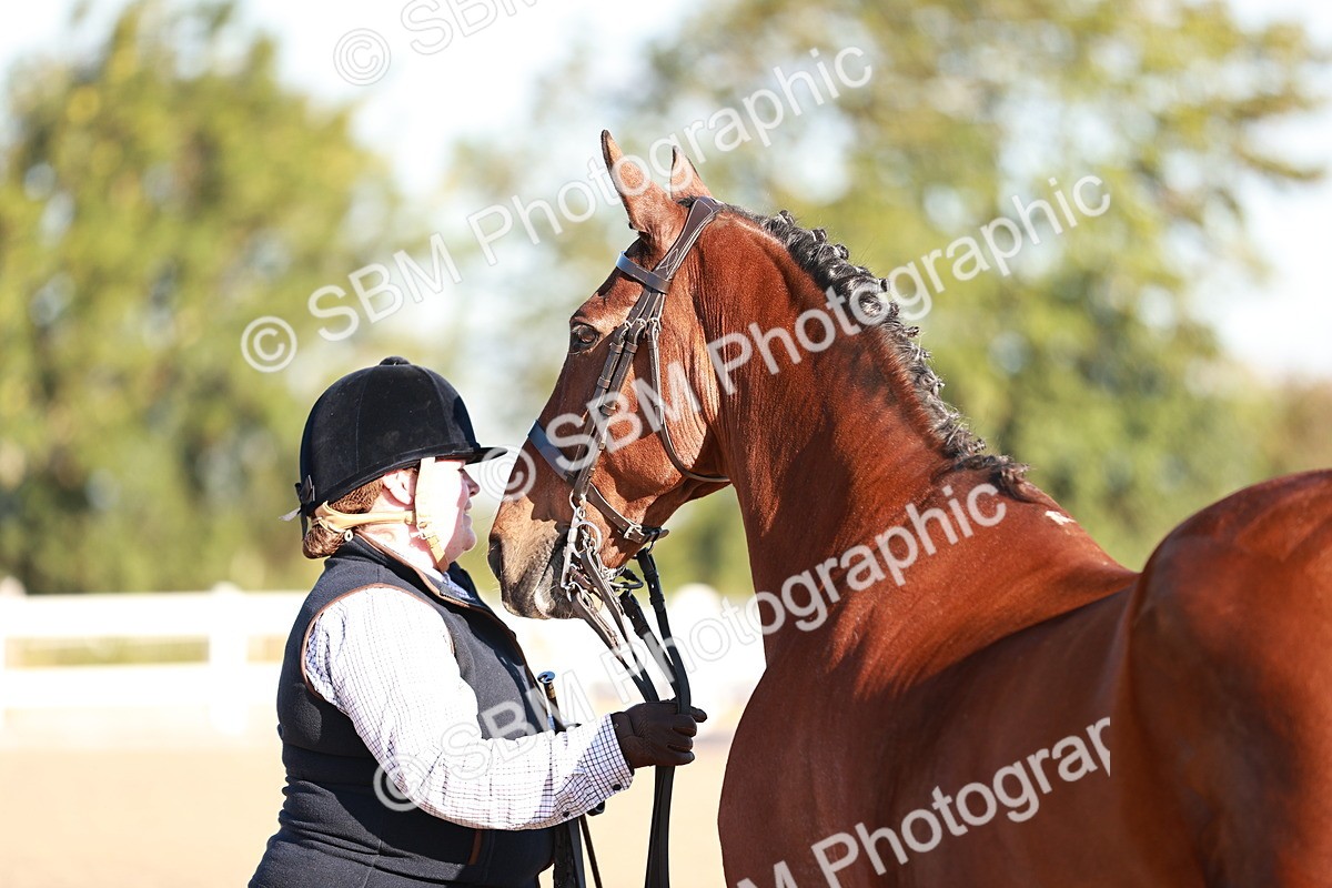 SBM_11206 - Class 401 - IH  Veteran horse