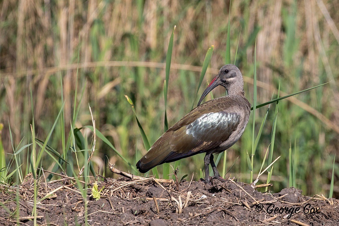 Bird Hadeba Ibis - South Africa - Limpopo