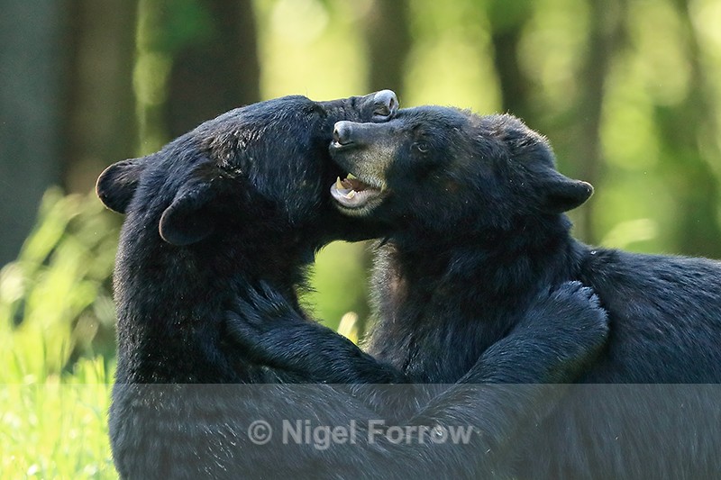 Black Bears wrestling, Minnesota, USA - American Black Bear