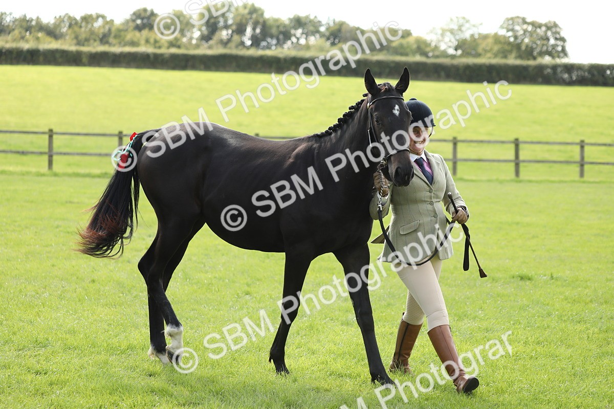 SBM_65604 - S48 - Show Pony & Show Hunter Pony In Hand
