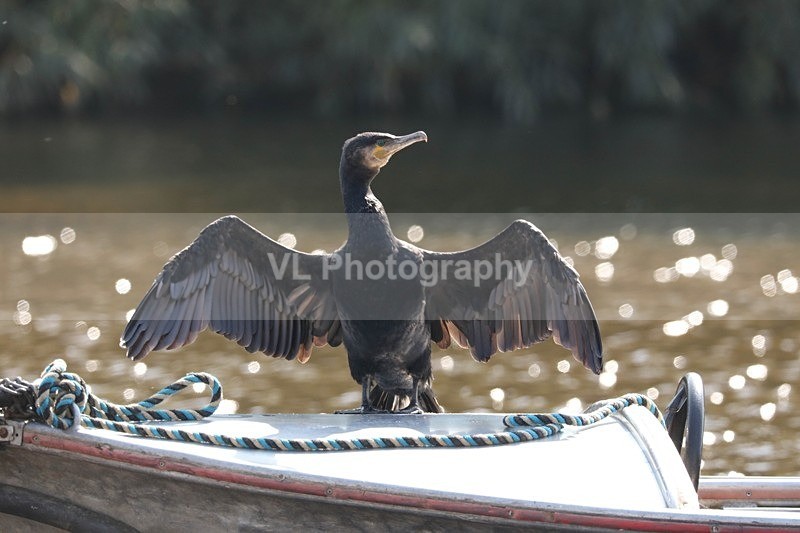 Cormorant - Animals and Birds
