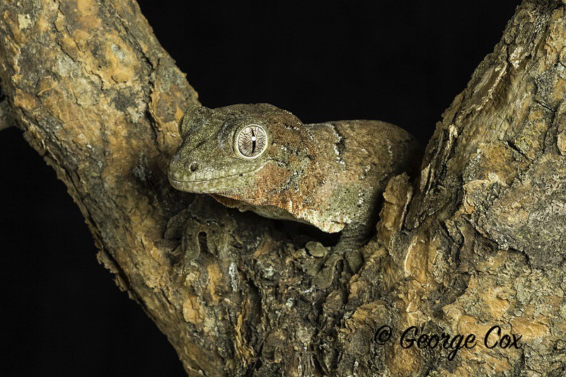 Mossy Gecko - Macro day with Chameleon Photography