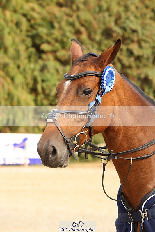 250816A-182531-03368 - Cls 11 Snr Foxhunter