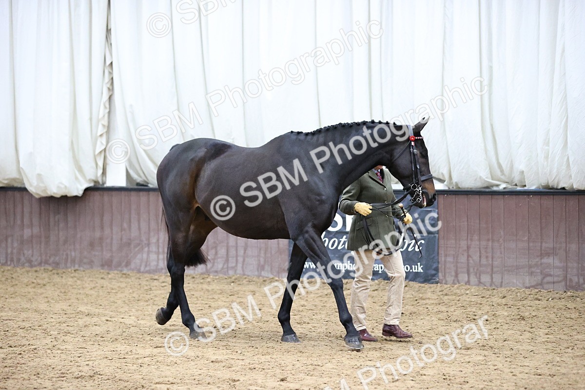 SBM_5720 - Class 3 - BSHA In Hand Show Hunter