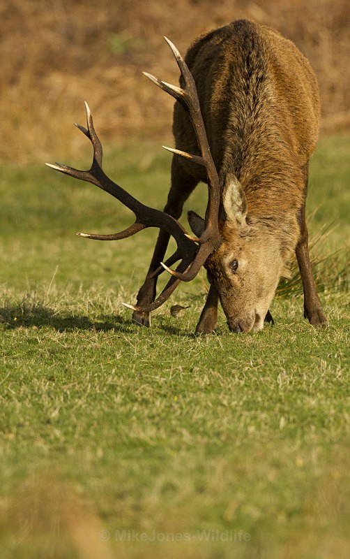 Red Deer, Isle of Mull ref rd 9b - RED DEER