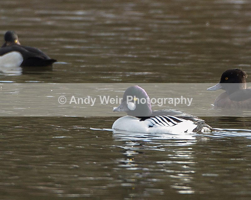 20130126-_MG_2290 - Goldeneye