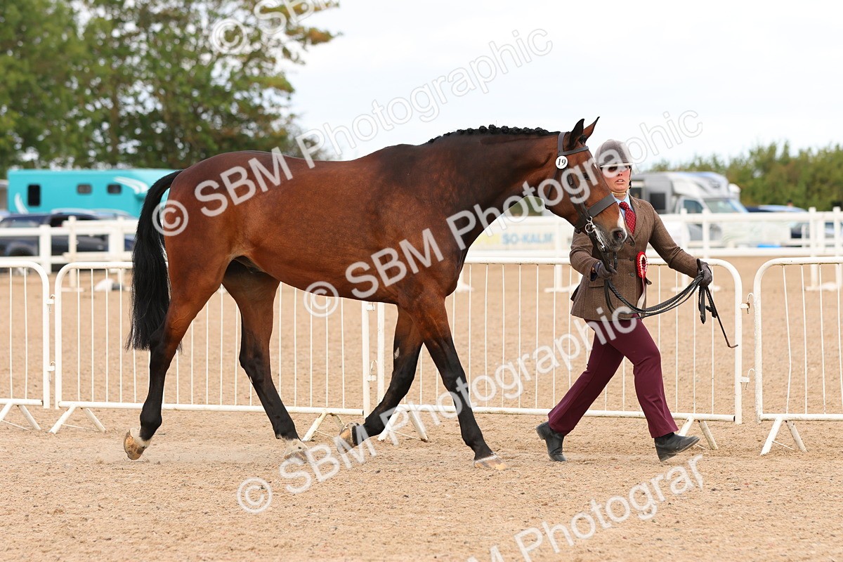 SBM_12376 - Class 210 - IH Show Horse
