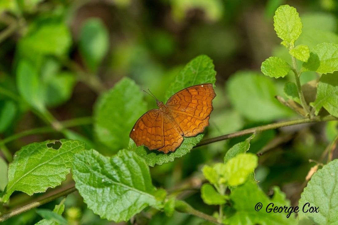 Angled Castor - Sri Lanka