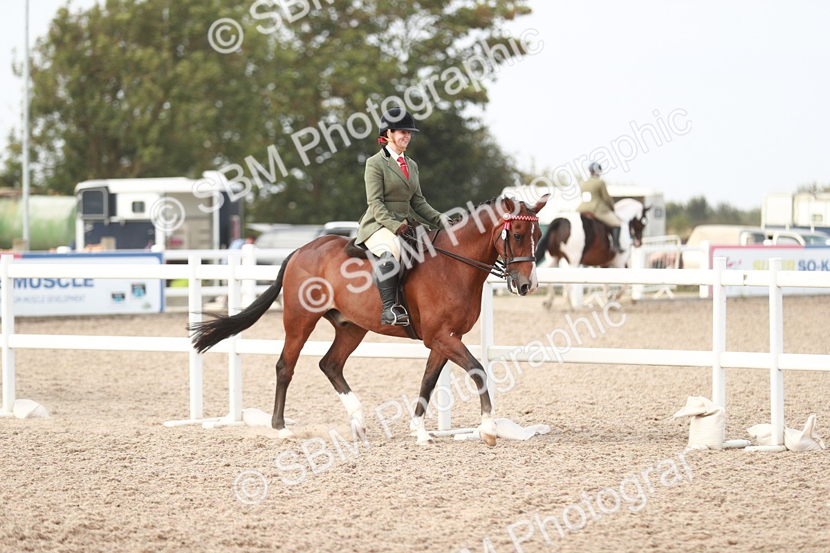SBM_17461 - Class 215 Ridden Hack/ Riding Horse