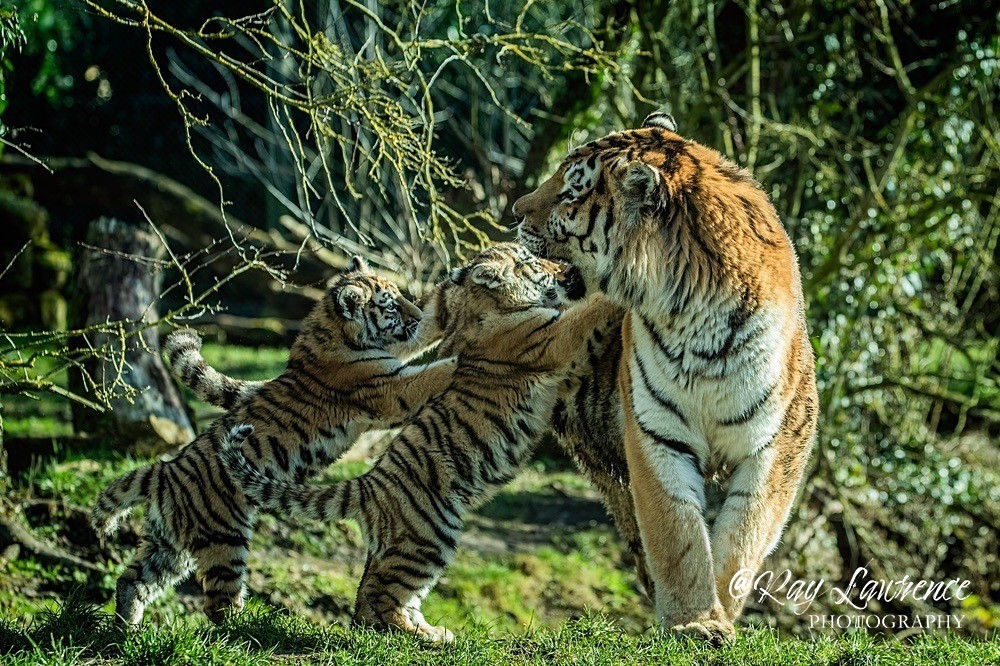 Amur Tiger and Cubs - RLP_0047-847 - Vulnerable and Beyond