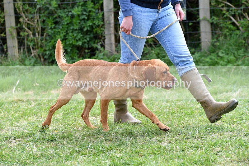 WJ5_9568 - Class 3 Most Handsome Dog