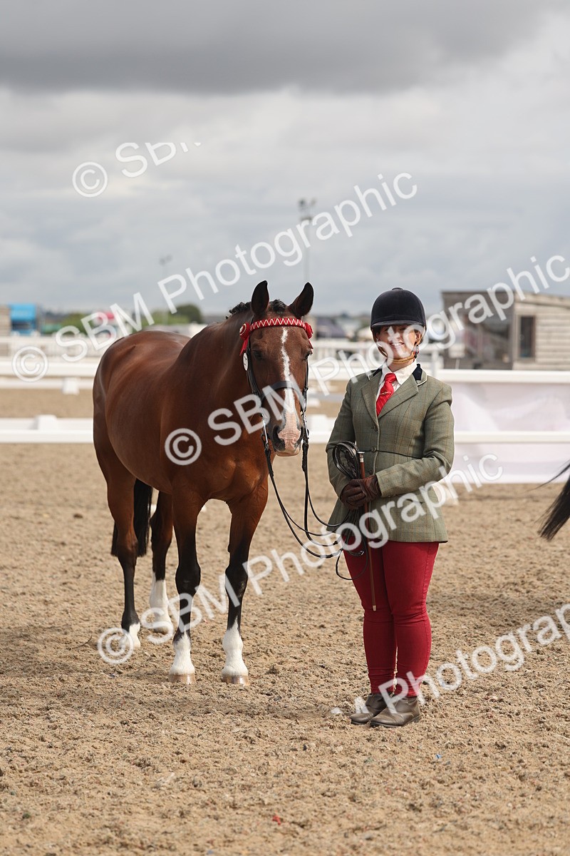 SBM_04460 - Class 18 - Handsomest Gelding (IH or Ridden)
