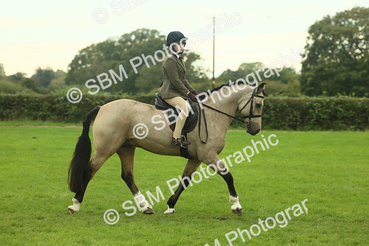 SBM_73922 - S 61 - Show Pony & Show Hunter Pony Ridden