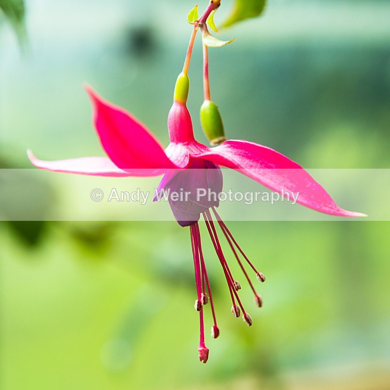 20131002-3K8A6720 - Plants & Flowers