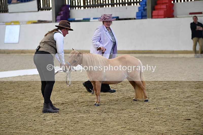 WJ5_3872 - Class 5 In Hand Veterans