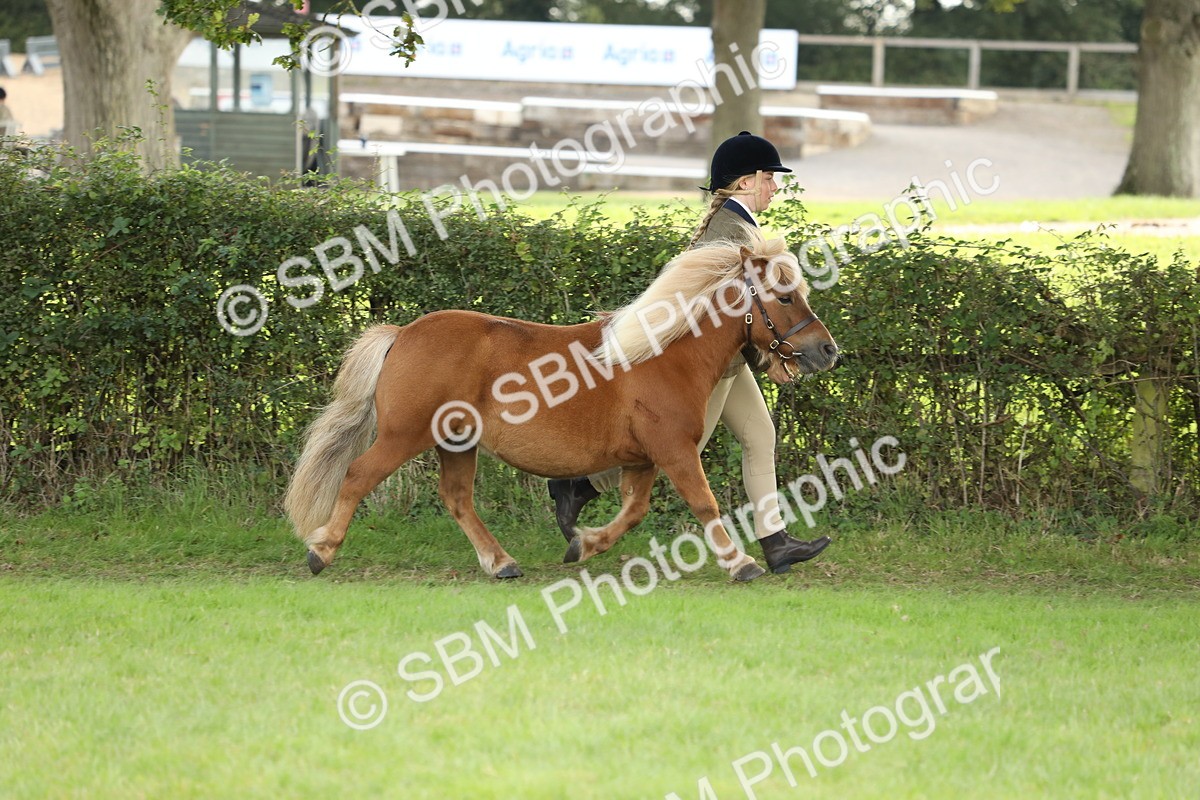 SBM_62736 - S46 - Mountain & Moorland In Hand Small Breeds