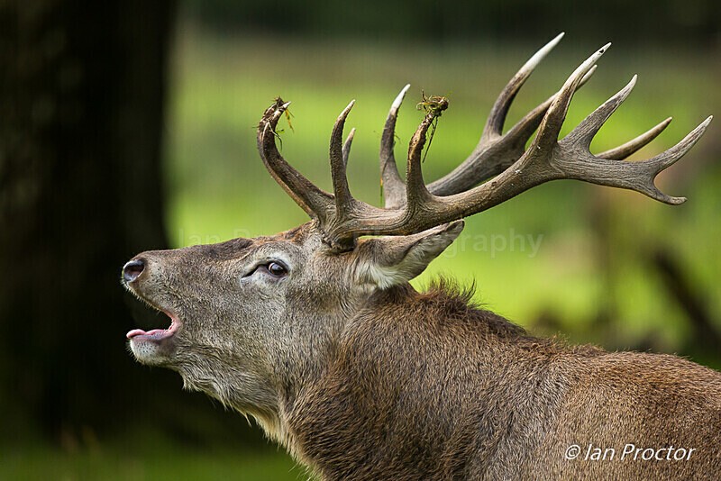 The Bellowing Stag! - Nature