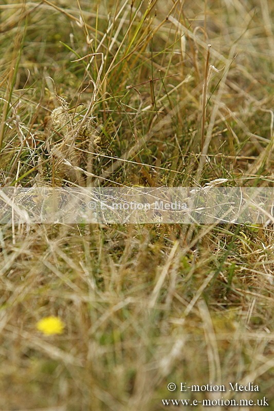 _BS_0667 - BVRC Show 2018 Ring 3