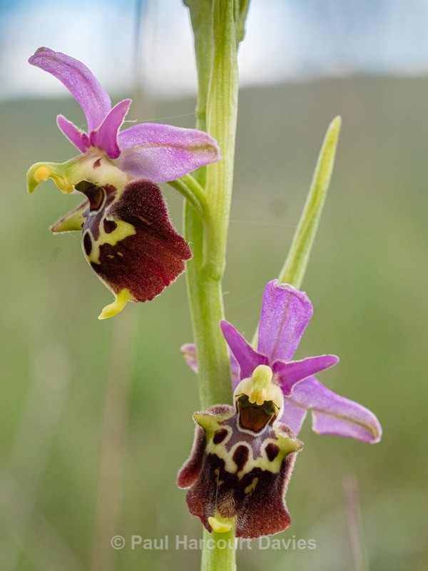 Apennine Late Spider orchid (Ophrys dinarica also Ophrys fuciflora ssp dinarica). - Insects, Spiders and other Animals