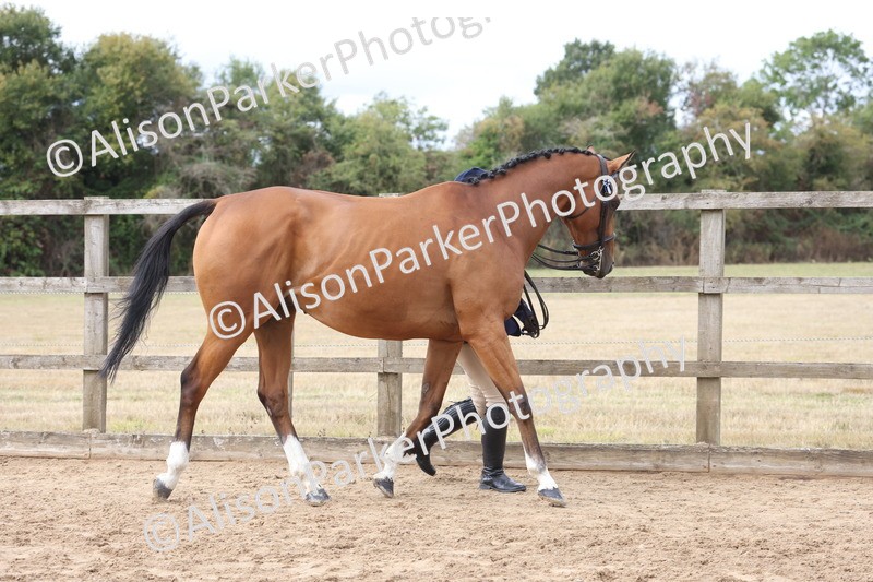 20260831-1910 - Class 5 - Retraining of Racehorses