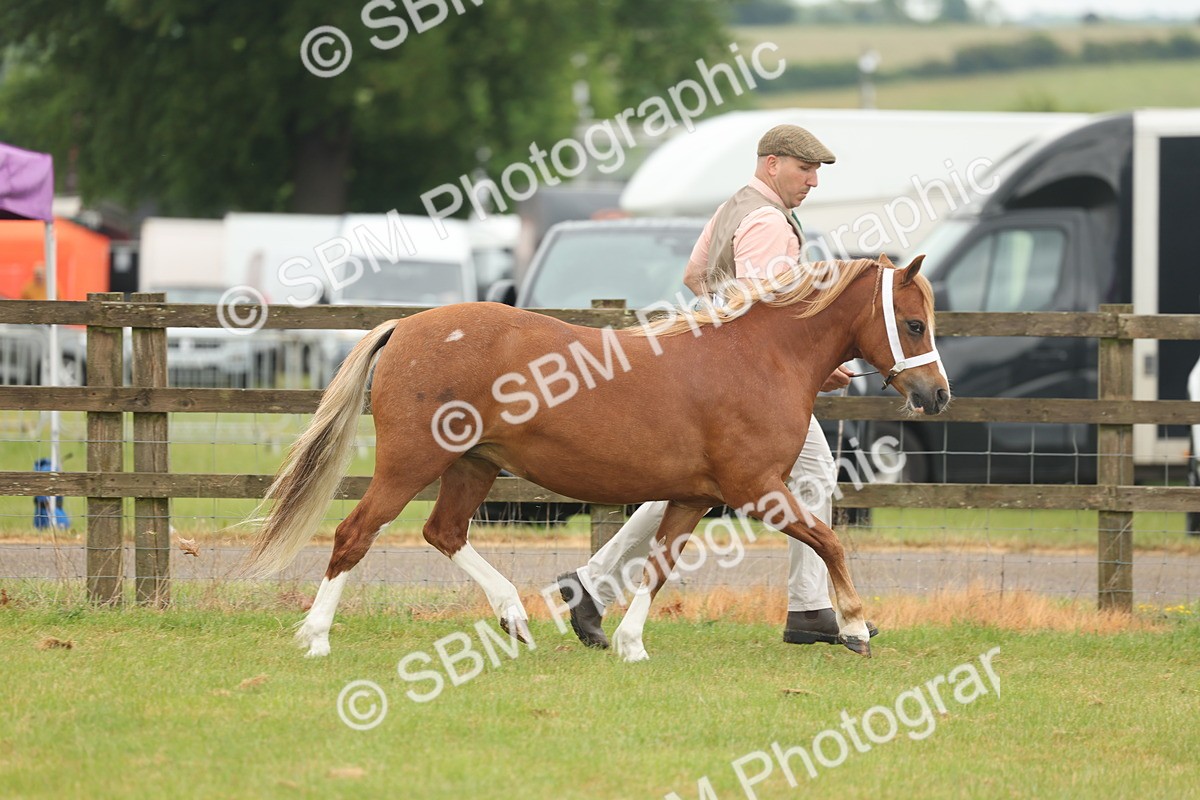 SBM_01484 - Class 50-57 - M&M Welsh Pony In Hand