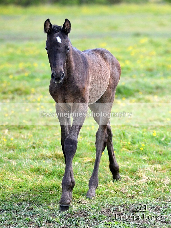 WJ5_4125 - Lyford Stud - Foals 01-06-25