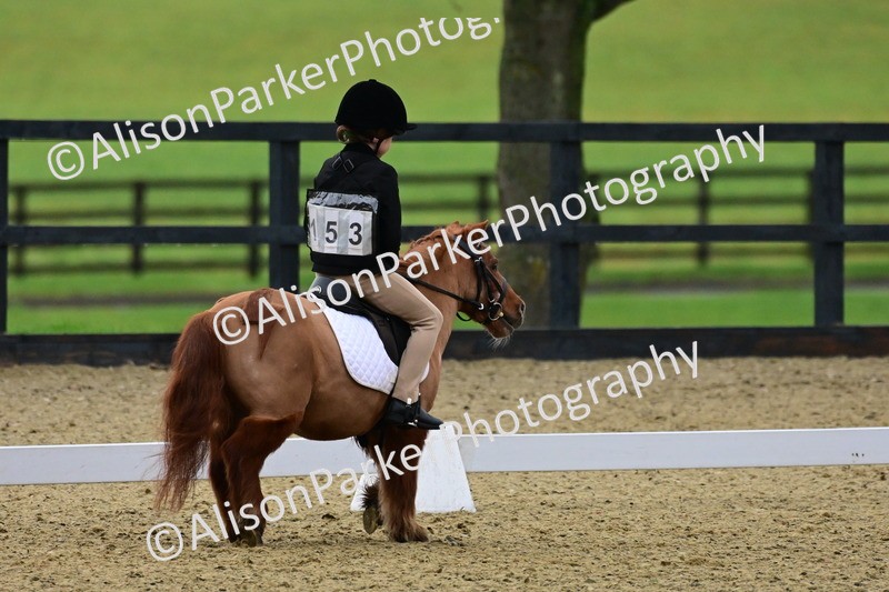 20260125-0556 - Class 9b - Walk Trot Unassisted