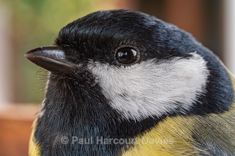 Head of Great tit (Parus major). - Ten Metres from Home 2021