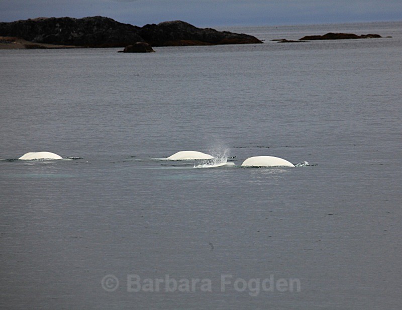 Beluga whales 4682 - Wildlife
