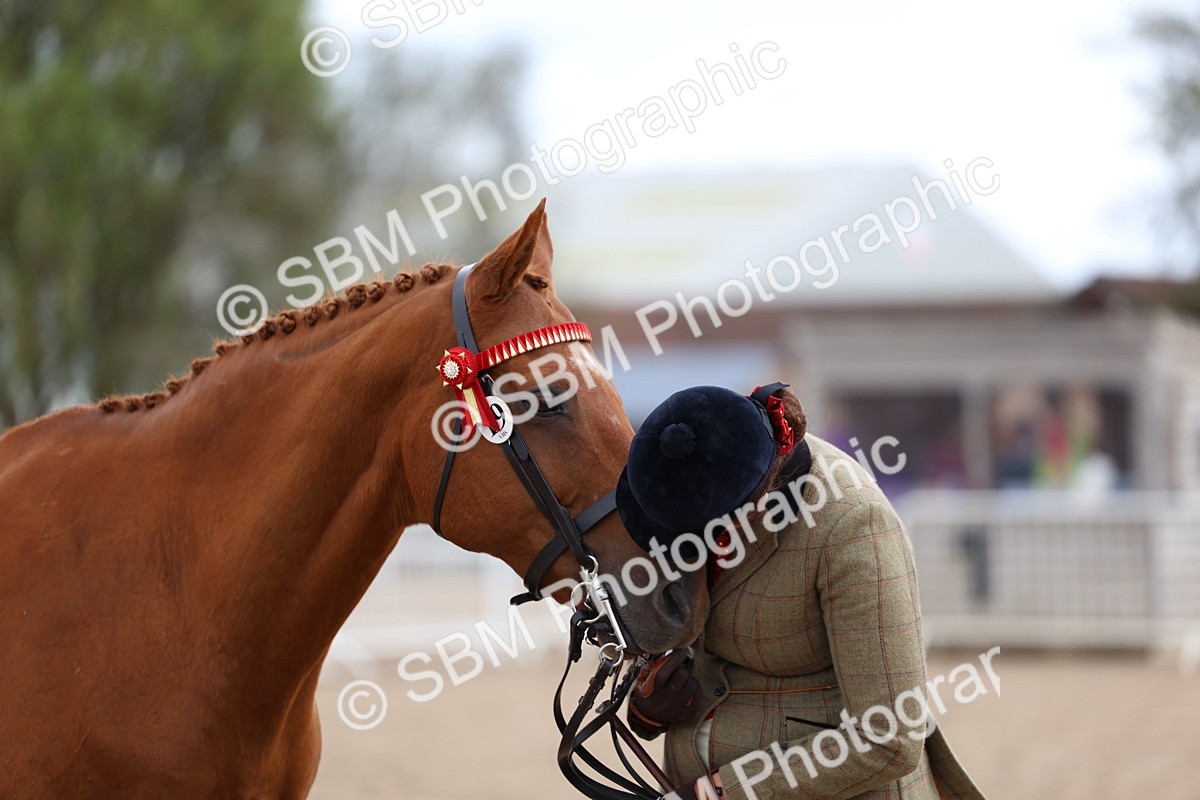 SBM_04501 - Class 26 - IH Foreign Breeds - Part Bred