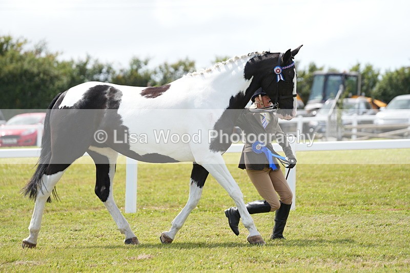 DSC07166 - Class 61: Coloured Horse 4yrs & Over