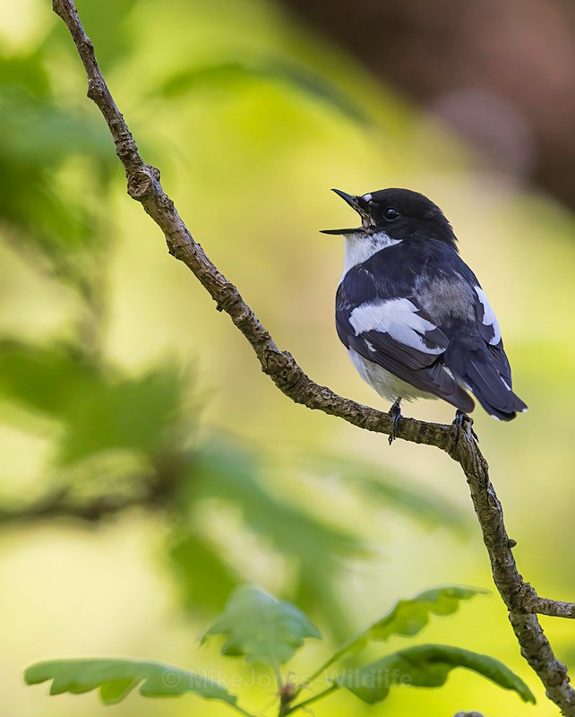 pied flyvatcher 2025 11A - PIED FLYCATCHER