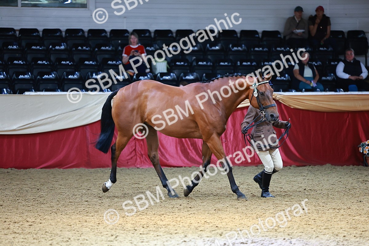 SBM_23271 - Class 903 - Supreme Final - IH Pre Vet