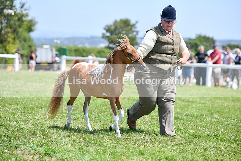 DSC_7357 - Class 62: Coloured Pony Youngstock