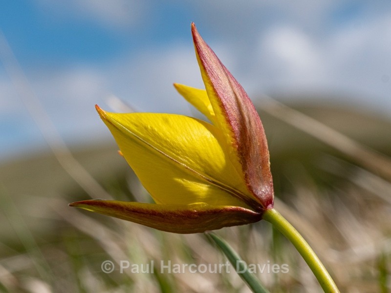 Yellow tulip (Tulipa australis) aslo Tulipa sylvestris ssp australis  - Wild Flowers - 1